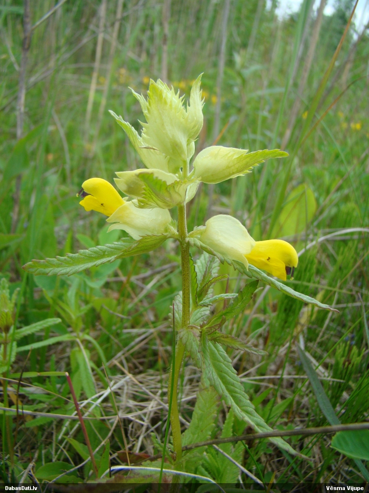 Autors: dabasdati.lv