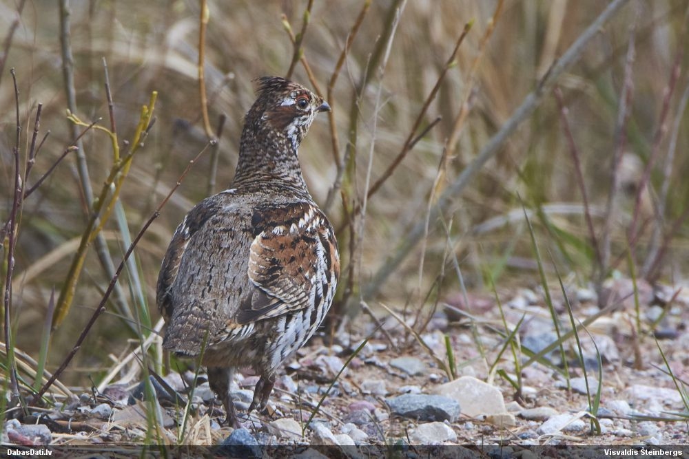 Autors: www.dabasdati.lv