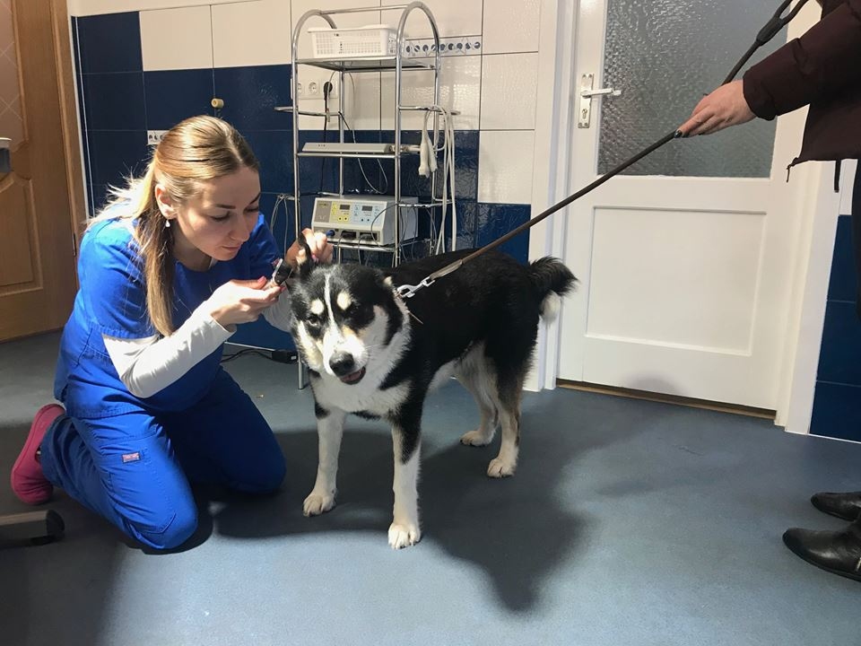 Autors: Ķepaiņu klīnika (facebook.com)