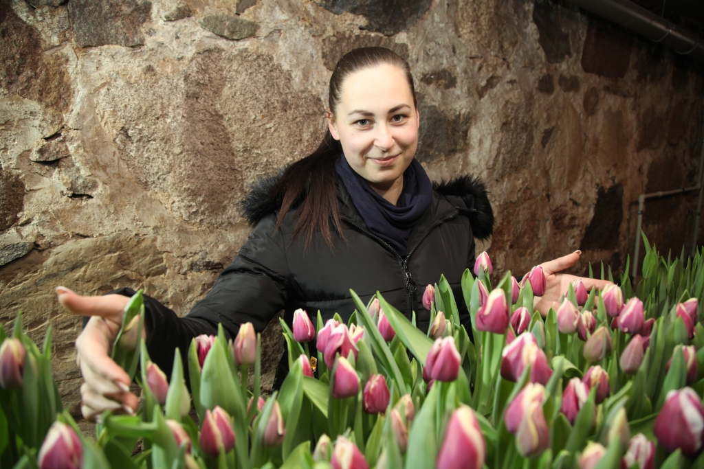 Tulpes, kuras ir vienas no populārākajām pavasara puķēm, daukstēnietei Kristīnei Gangnusai šogad uzziedējušas ziemas vidū – janvāra otrajā pusē, bet pērn tās ar ziediem priecējušas vēl agrāk – janvāra sākumā. “Audzēt ziedus – tas ir skaisti un vienkārši. Nekā ļoti sarežģīta nav,” zina teikt Kristīne, kurai vislabāk patīk dzeltenās krāsas, kā arī pildīto ziedu tulpes.  