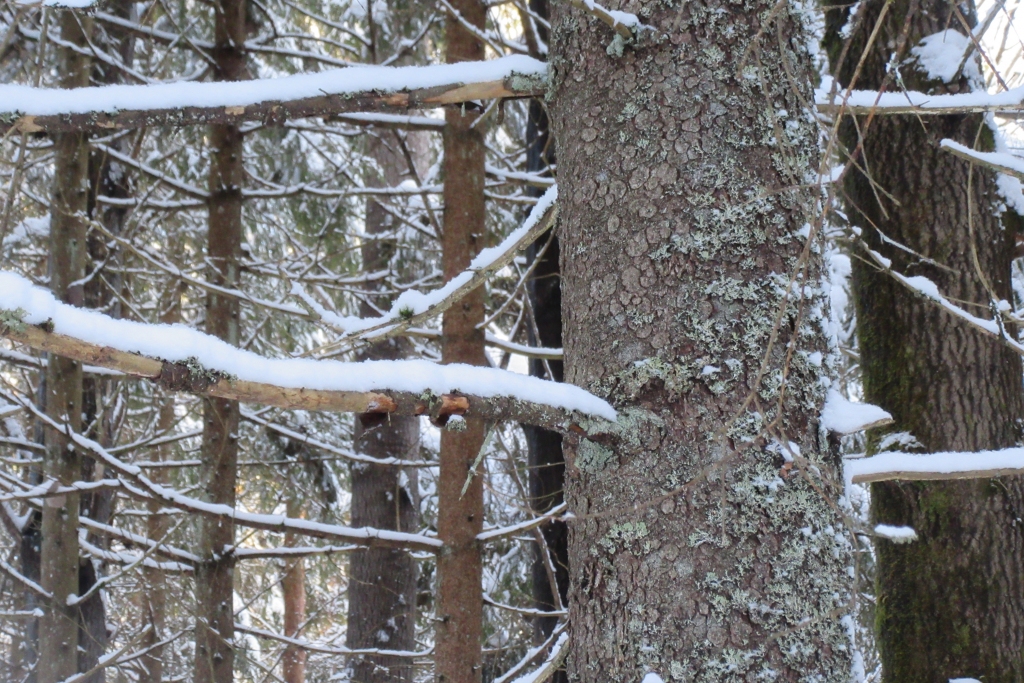 Autors: Inese Indzere