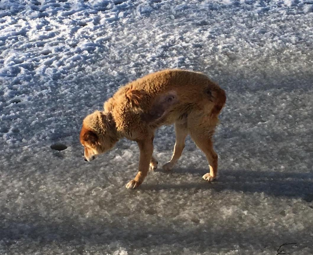 Autors: no Dzīvnieku mājas 