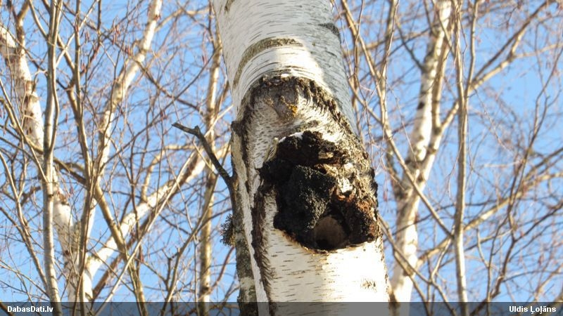 Autors: www.dabasdati.lv