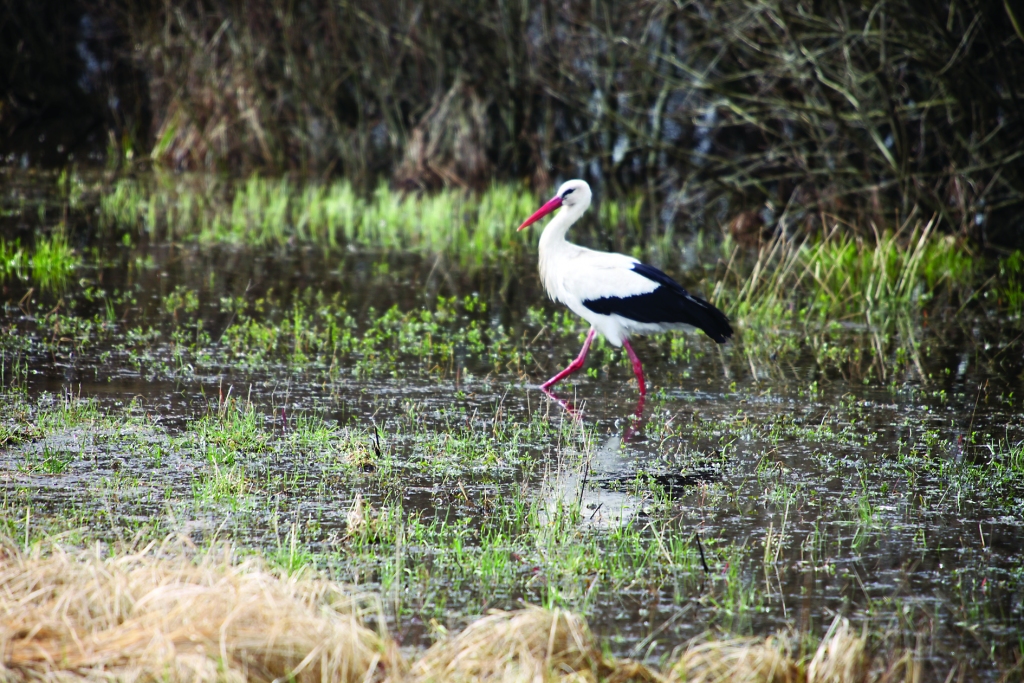 Autors: no “Dzirksteles” arhīva