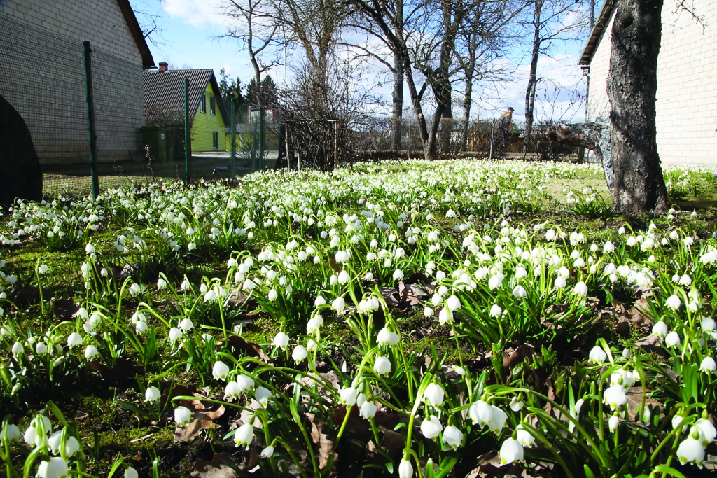 Autors: Gatis Bogdanovs