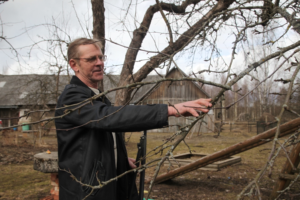 Gunārs Vīksniņš stāsta, ka vainaga kopšana nepieciešama gan tikko iestādītiem jauniem, gan vecākiem un ražojošiem kokiem.  
Autors: Gatis Bogdanovs