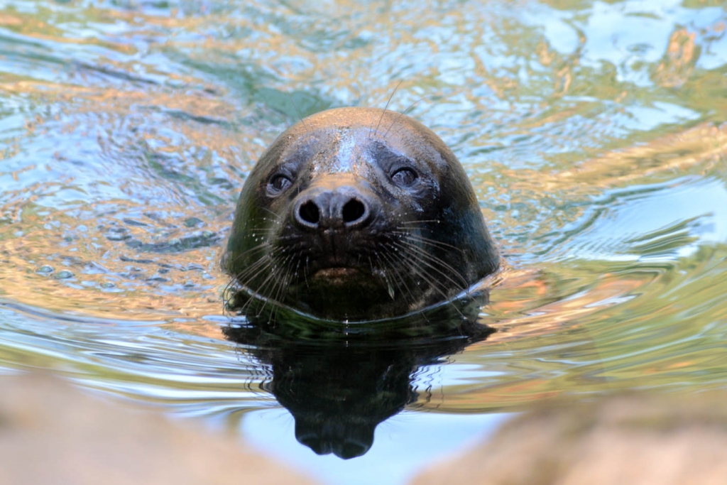 Autors: no Rīgas zooloģiskā dārza arhīva