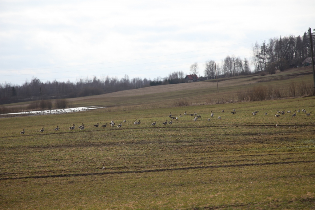 Autors: Gatis Bogdanovs