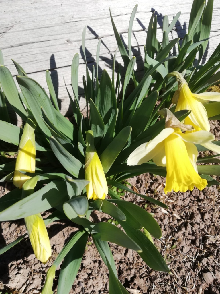 Saulainās krāsās atnāk pavasaris. 
Autors: Liene Lazdiņa