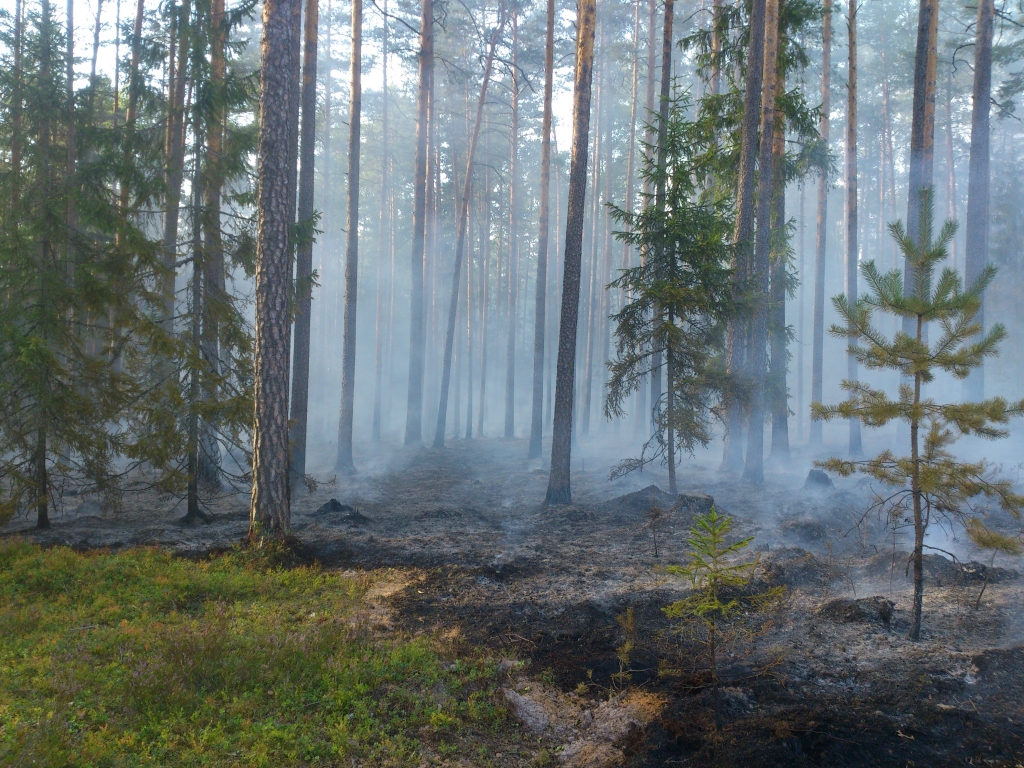 Pagājušā gada sausajā vasarā koki ir panīkuši, tāpēc degšana iznīcina zemsedzi un kokus, radot lielus zaudējumus. 	
Autors: no Ziemeļaustrumu virsmežniecības arhīva