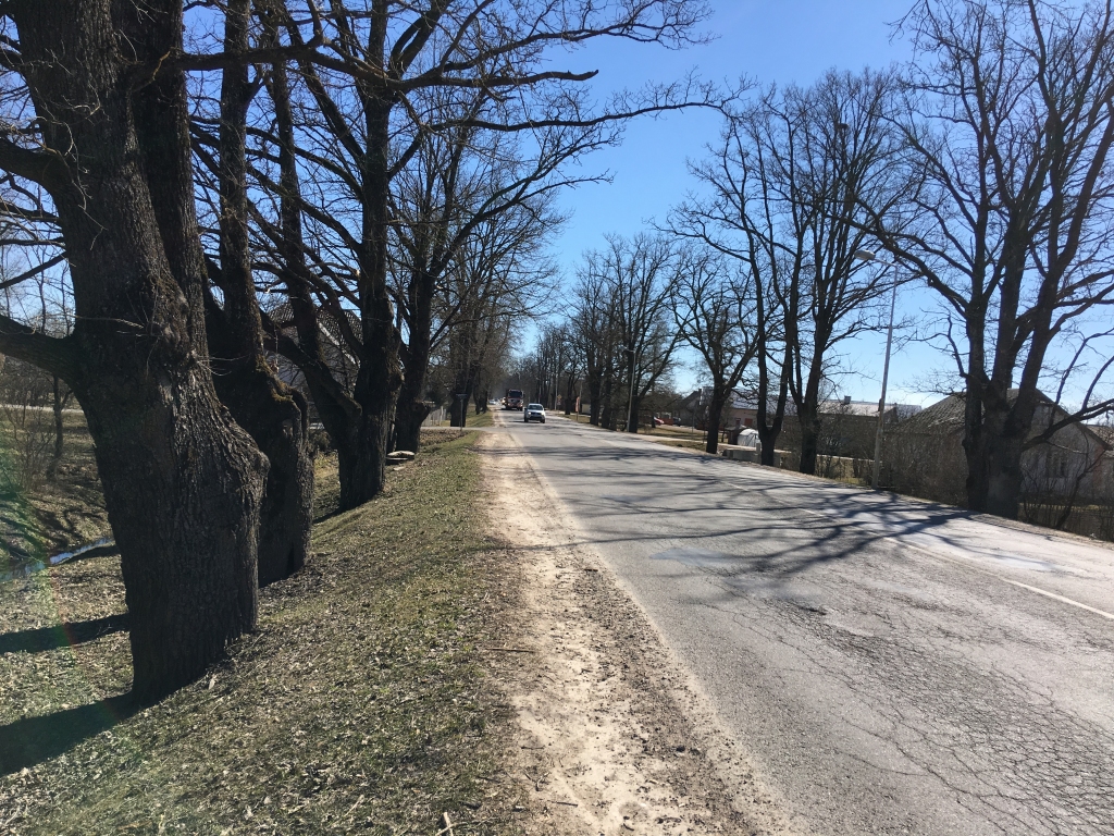 Skaistums un sodība. Brīvības ielas apstādījumos vecie koki ir skaisti, bet vienlaikus ar tiem nav viegli un droši ne  ceļu satiksmes dalībniekiem, ne tuvumā dzīvojošajiem. 
Autors: Diāna Odumiņa