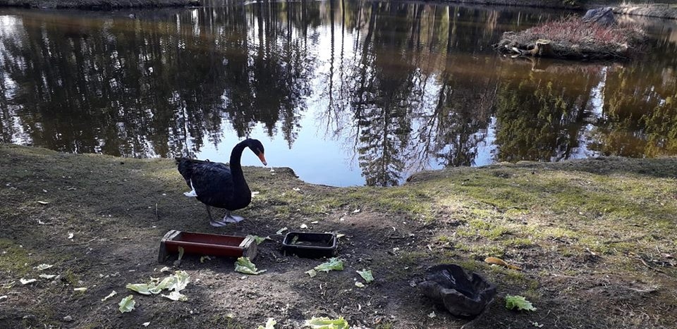 Autors: Inka Inka (facebook.com)