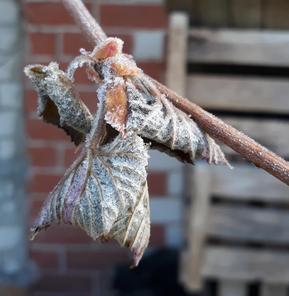 Autors: Iveta Erica (facebook.com)