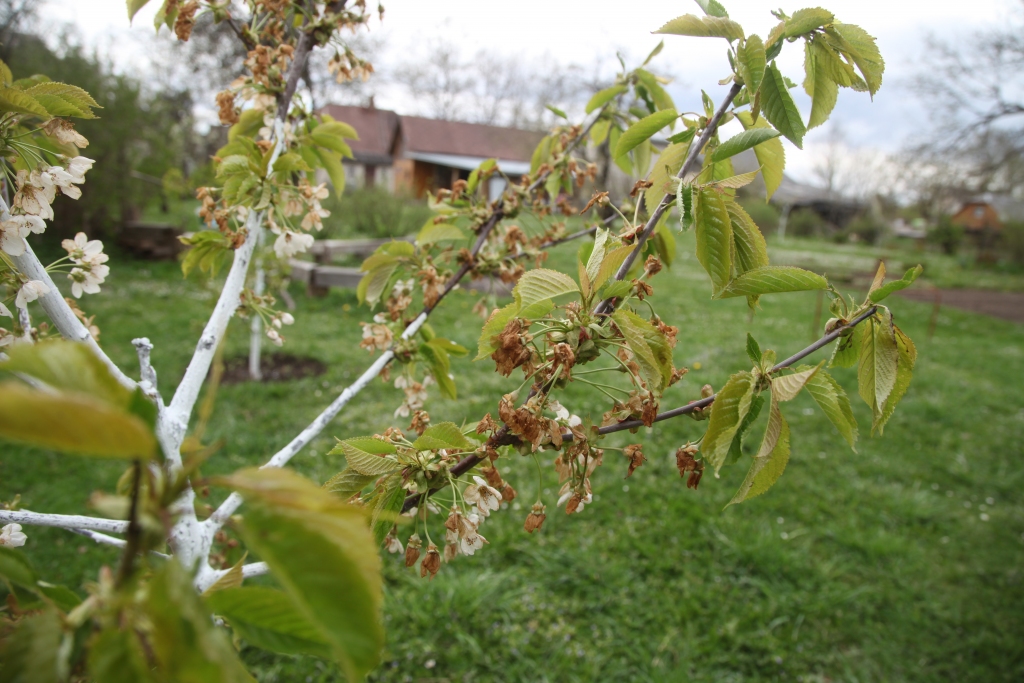 Par attēlā redzamajiem saldo ķiršu ziediem var teikt – no tiem ogu nebūs. 	
Autors: Gatis Bogdanovs