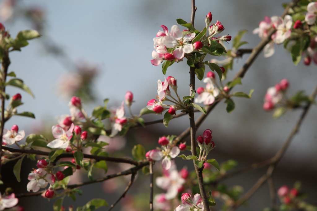 Autors: Gatis Bogdanovs