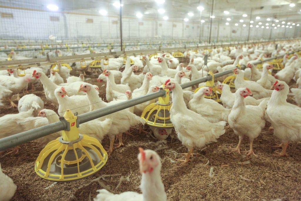 Autors: publicitātes foto