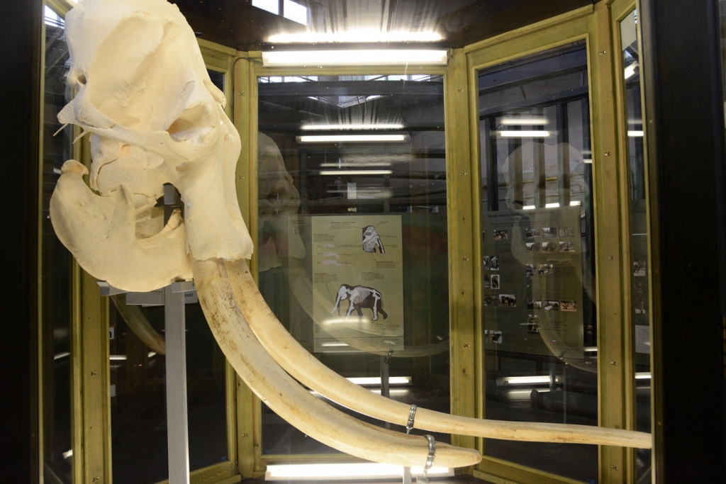 Autors: no Rīgas Zooloģiskā dārza arhīva