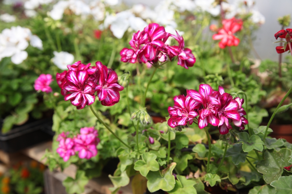 Pusnokarenā pelargonija
Autors: Gatis Bogdanovs