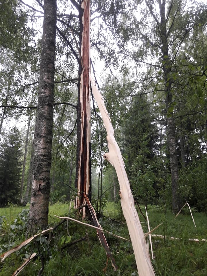 Gulbeniete Ilona Rudzīte nofotografējusi apsi pēc zibens spēriena Stāmerienā. Ja arī jums ir kāds foto no aizvadītās nakts negaisa, padalieties un atsūtiet portālam: info@dzirkstele.lv! 
Autors: Ilona Rudzīte
