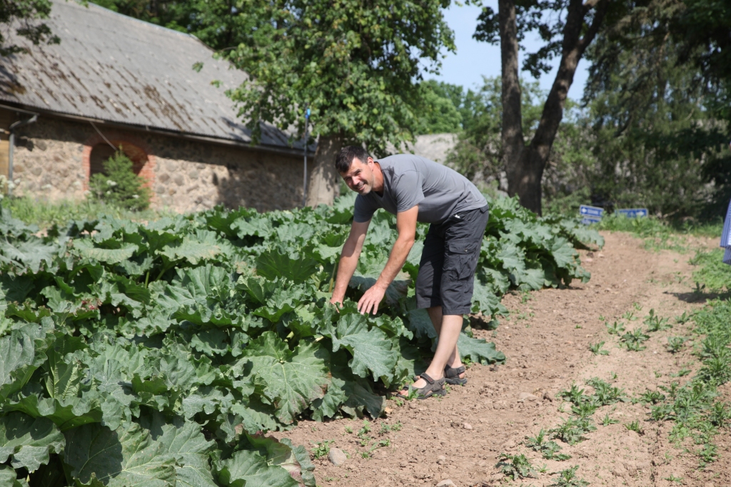 Kad Tirzas pagasta Vecadulienā SIA “Salenieki AJ” saimnieks Armands Salenieks bija izmēģinājis audzēt gan gurķus, gan salātus, gan citas kultūras, kārta bija rabarberiem. Šogad paredzēts novākt līdz 10 tonnām skābo kātu.  
Autors:  Inese Indzere