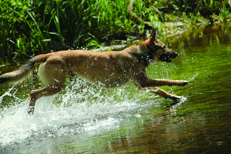 Velēnā – 1.stipro skrējiens 
ar suņiem. 
Autors: Diāna Lozko