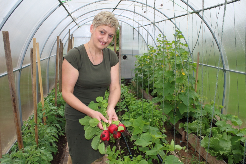 Divās siltumnīcās ir ierastie tomāti, vairākas redīsu ražas, kā arī ledussalāti, garšvielas un arī gurķi. 
Autors: Guna Gunita Zvaigznekalne