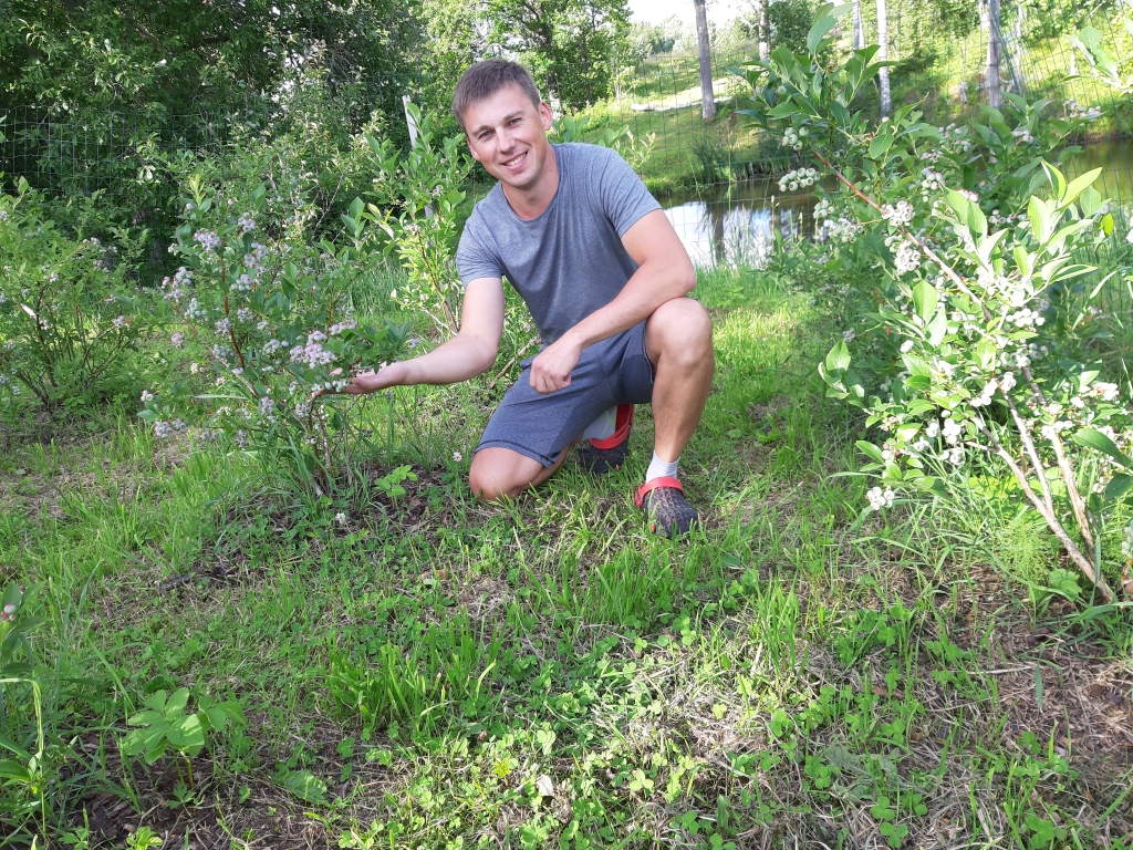 Vitālijs Keness sāka ar 20 eksperimentālajiem krūmmelleņu ‘Nelson’, ‘Blue Crop’ un‘Chandler’ stādiem. Tagad viņa dārzā aug jau 154 krūmmelleņu krūmi. 
Autors: Vanda Jurita Bariņa 