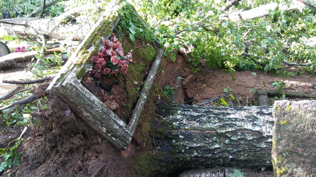 Tur, kur sestdien viesulis gājis pāri Gulbenes vecajos kapos, skats ir baiss. Koki izkustināti ar visām saknēm, paceļot uz augšu arī apbedījumus. 
Autors: Pārsla Konrāde