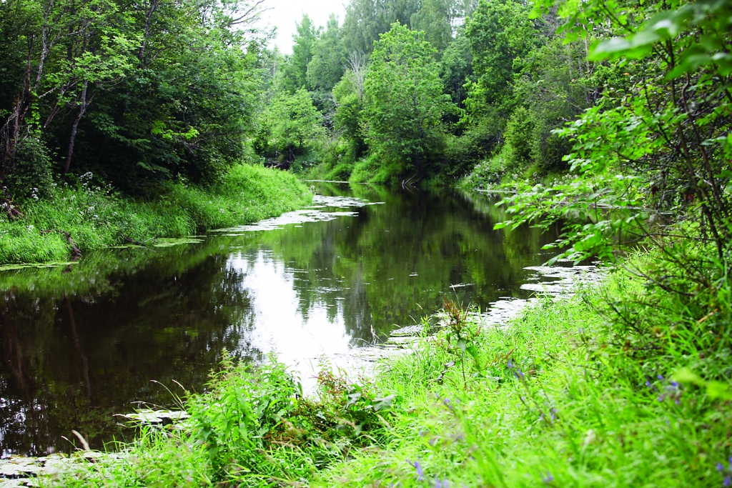 Pededzei ir īpaša vērtība. Upe ir kā pamats daudzu citu dabas vērtību pastāvēšanai liegumā.
Autors: Gatis Bogdanovs