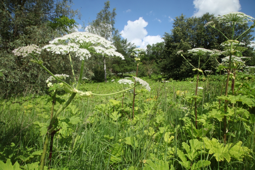 Autors: no “Dzirksteles” arhīva