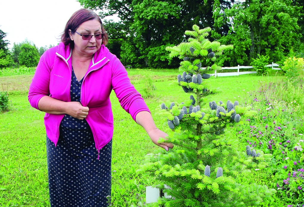 Viss sākas no niecīgā. Tā noteikti var teikt par Ingas Freimanes dārzu, kurā atklājas tik daudzveidīgā un krāšņā augu pasaule, kas šķiet kā vesela zinātne! “Viss izdzīvo no sīkas sēklas, no idejas, no pirmā vārda,” saka Inga. Viņas dārzs, kuru gan viņa nesauc par dārzu, bet gan par pļavu ar dārza elementiem, ir 1,4 hektāru platībā. Tās teritorijā aug arī šī čiekuriem bagātā balzāmegle. 	
Autors: Gatis Bogdanovs