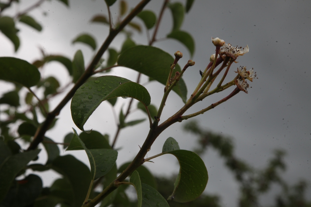 Bumbiere tiešām sarūpējusi vasaras pārsteigumu un ziedi veidojas nevis uz zariem, bet tieši jauno dzinumu galos.
Autors: Gatis Bogdanovs