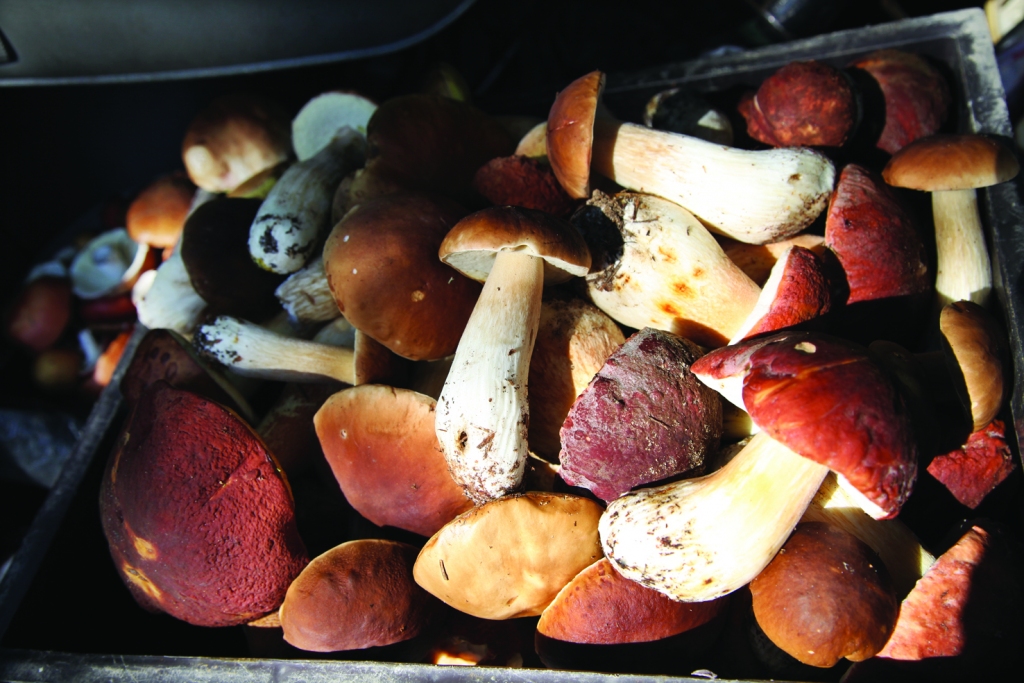 Autors: no “Dzirksteles” arhīva