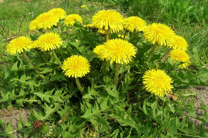 Autors: Iveta Krūmiņa