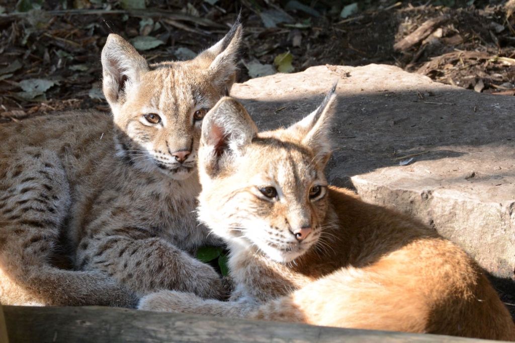 Autors: no Rīgas zooloģiskā dārza arhīva