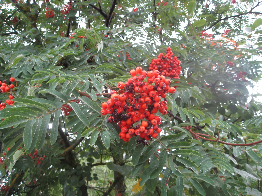 Autors: Tamāra Ulase