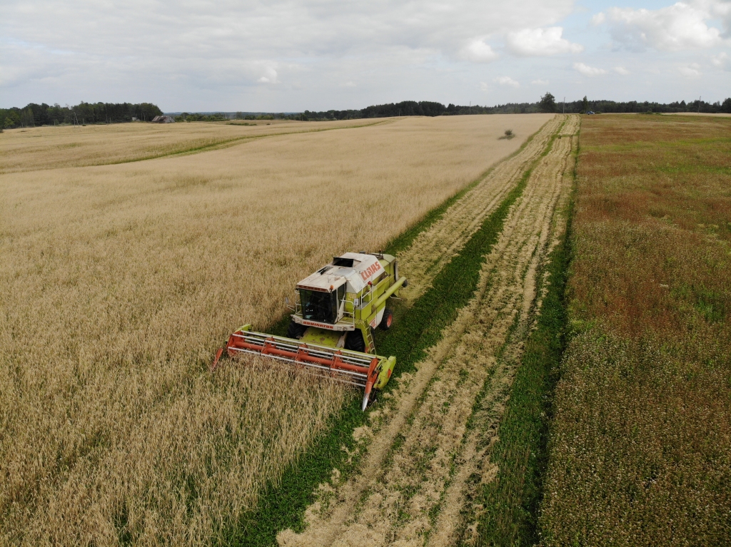 Rankas pagasta zemnieku saimniecībā “Kalnakaļvi” rudzus sāka kult pagājušās nedēļas nogalē.	
Autors: no drona - Jānis Kļaviņš