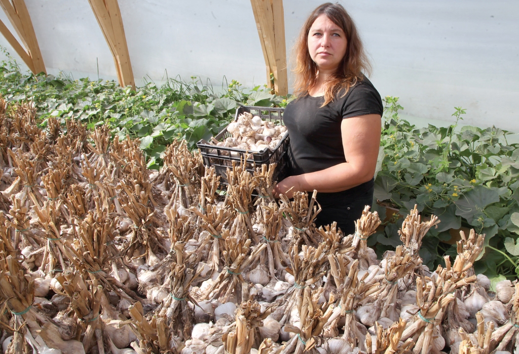 Lai arī karstākais laiks - ķiploku novākšana - jau aiz muguras, arī tagad darba pie tiem netrūkst - notiek sēklu šķirošana, dalīšana daiviņās un citi darbi.  
Autors: Gatis Bogdanovs