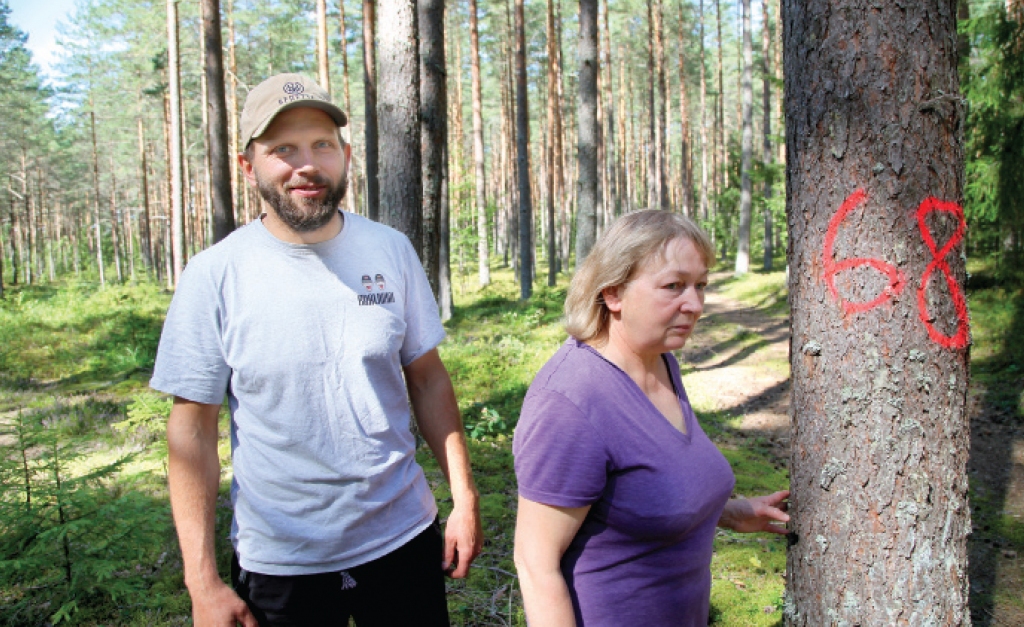 142 hektāri “Sila” meža zemes, kas Jaungulbenā līdz šim piederēja pašvaldībai, turpmāk būs ārzemju firmas īpašums. Šeit dzīvojošā Ārija Kažmere (attēlā) un viņas dēls Ivars (attēlā) parāda “Dzirkstelei”, ka “Silā” jau ir iezīmētas cērtamās priedes. Ārija saka – trūkstot vārdu, lai izteiktu savu sāpi. Viņas vedekla Ilze Vanaga 28.augustā pulksten 17.30 dabas draugus aicina pulcēties pie “Sila”, lai rīkotu atvadas no šā pašvaldības īpašuma un lai apspriestos, ko var darīt, turpinot nostiprināt esošos un veidojot jaunus mikroliegumus šajā mežā, jo vismaz tādā veidā var pacīnīties par dabas vērtību saglabāšanu.
Autors: Gatis Bogdanovs
