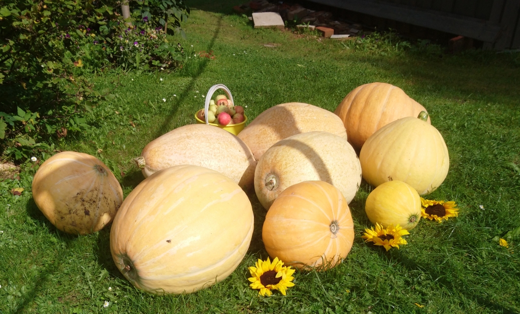 Gulbenietes Vairas Lielbārdes dārzā ķirbju raža ir izdevusies laba.  
Autors: no privātā arhīva