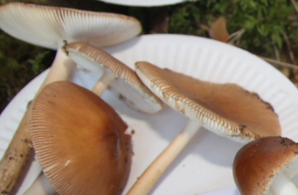 Autors: Gatis Bogdanovs (ilustratīvs foto)