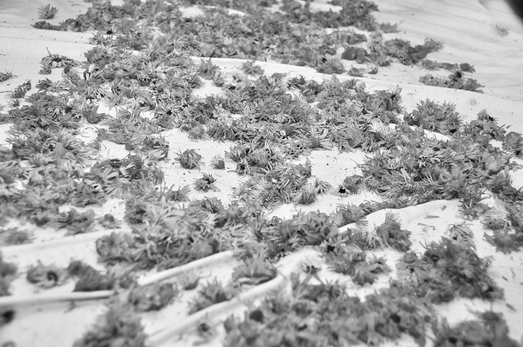 Autors: DAINIS ĢELZIS