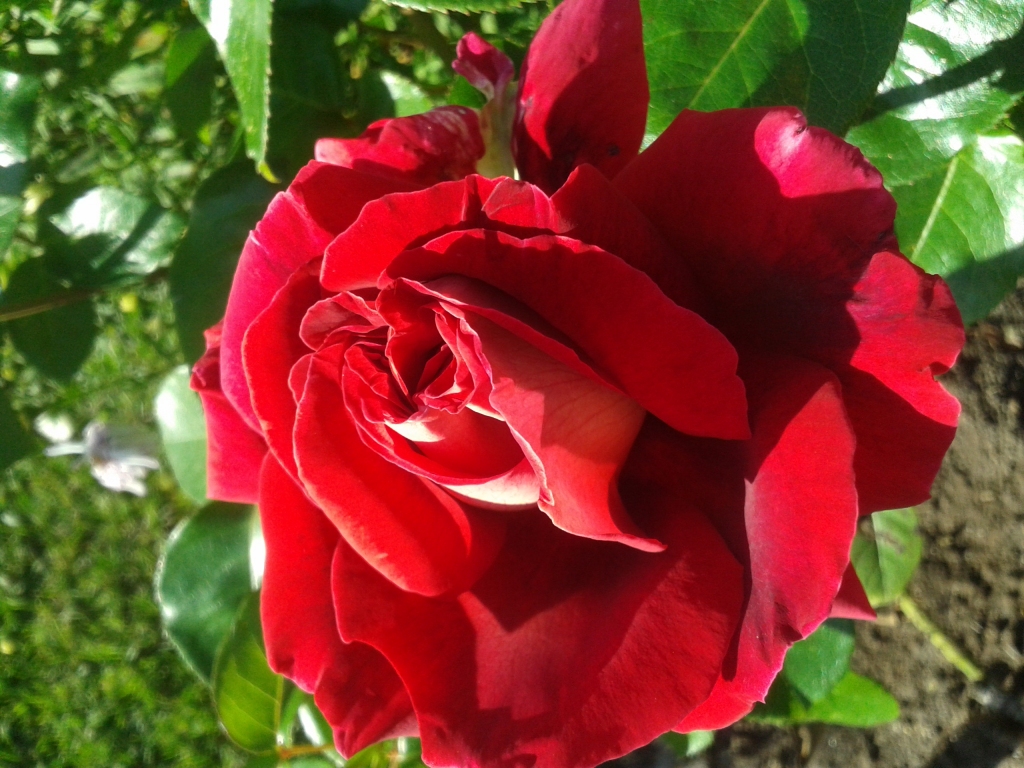 Autors: Ginta Alberte