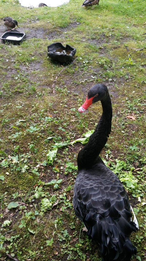 Autors: Aija Konrāde