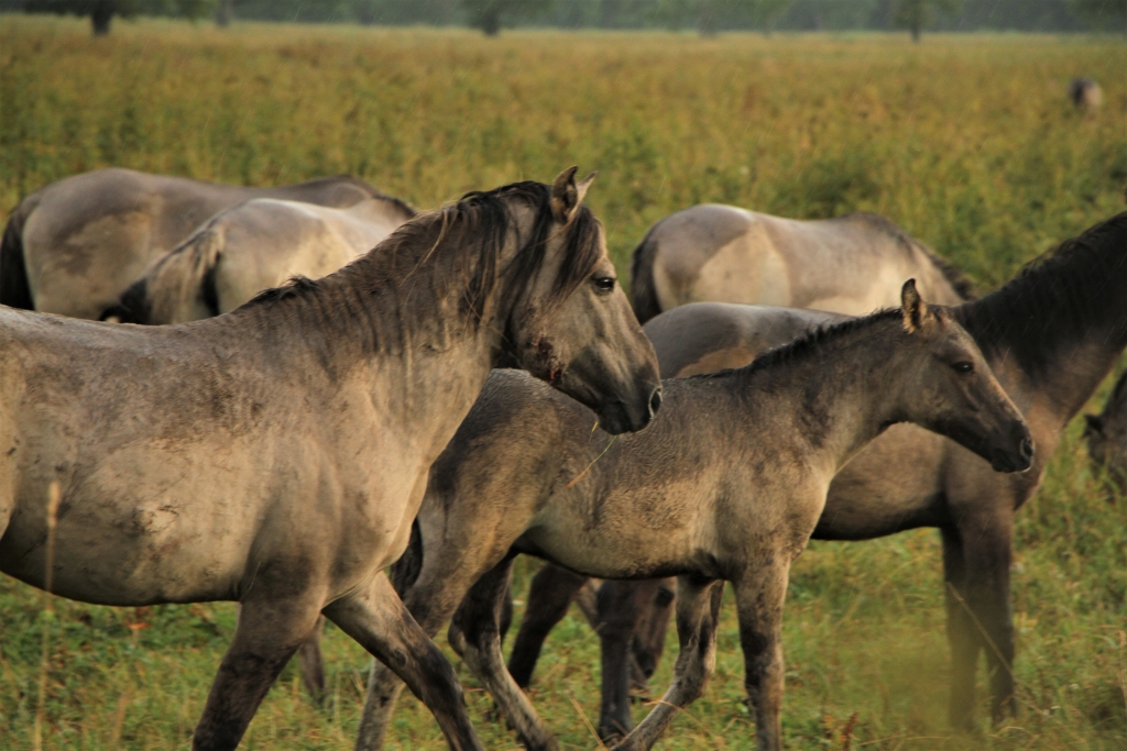 Pirms vairāk nekā desmit gadiem uz Pededzes upes palienas pļavām tika atvesti 20 zirgi. Tagad to skaits ir krietni lielāks. 