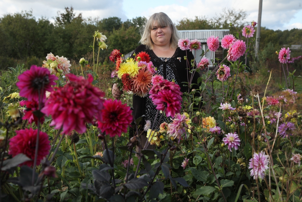 Vakar sākās astronomiskais rudens, kas tika iezīmēts ar pamatīgu salnu. No pēdējo dāliju skaistuma gulbenietes Vitas Puķes dārzā nav vairs ne miņas, bet vēl pagājušās nedēļas nogalē tās priecēja ar savām krāsām un ziedlapu saulaino starojumu. Tagad tās iemūžinātas “Dzirksteles” fotogrāfijās un visiem atgādina aizvadīto vasaru.                              
Autors: Gatis Bogdanovs