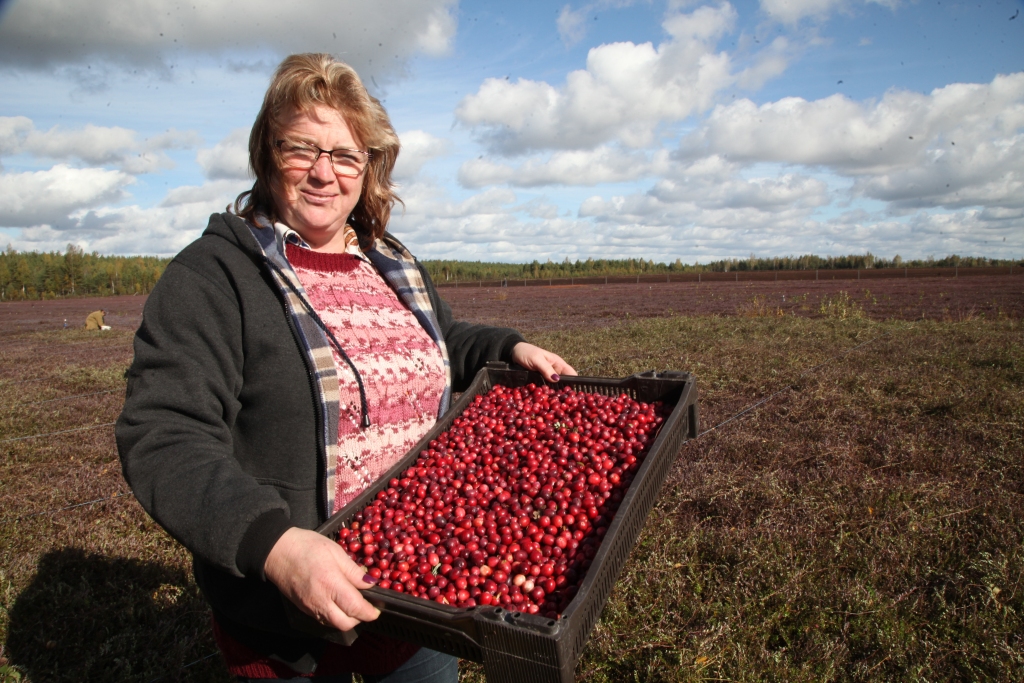 SIA “Ušuru kūdra” ražošanas daļas vadītāja Veneta Čipa priecājas par bagāto dzērveņu ražu. Mājās viņa gatavo lielogu dzērveņu kompotu. 
Autors: Gatis Bogdanovs