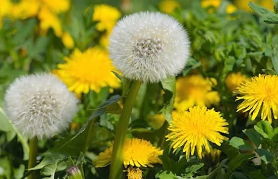 Autors: Iveta Krūmiņa