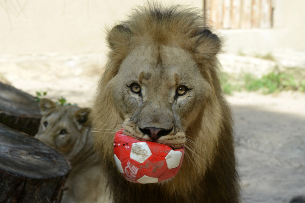 Autors: no Rīgas Zooloģiskā dārza arhīva