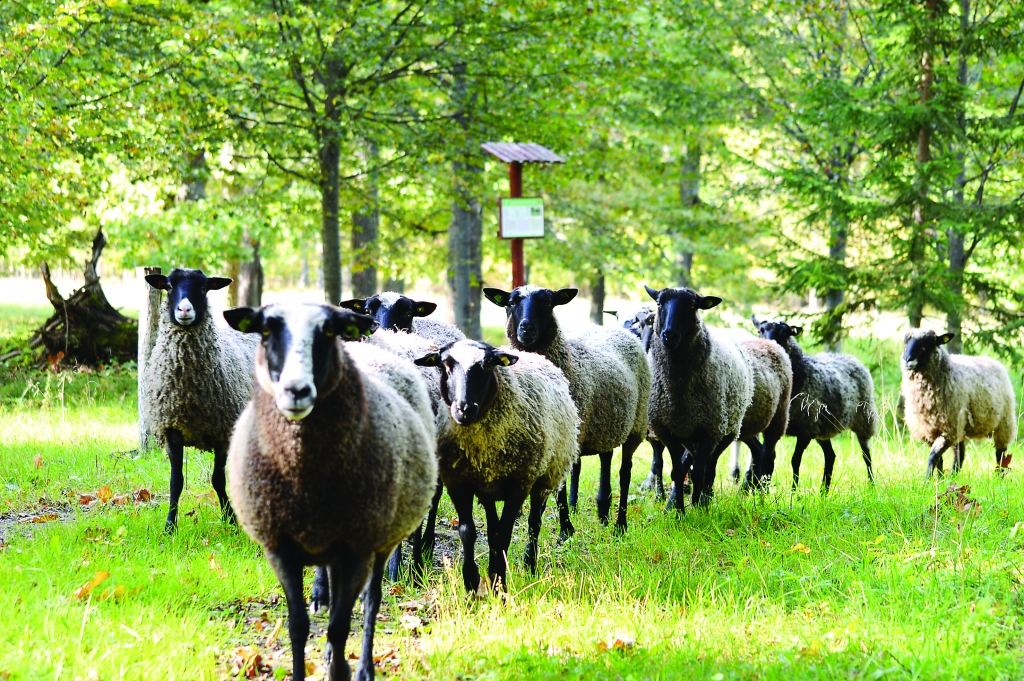 Jau otro sezonu “Marsu” dabiskās pļavas noganījis Latvijas Dabas fonda mobilais ganāmpulks – vairāk nekā 30 aitu. 
Autors: SANDRA PĒTERSONE